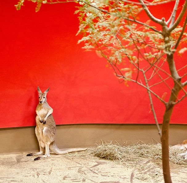 Melancholia i smutek zwierząt z ogrodów zoologicznych na poruszających zdjęciach 9