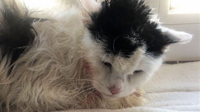 Nie miał litości dla kota