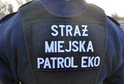 Warszawa. Niespodziewany lot z nieba. Na parking spadła ranna gęś