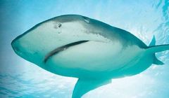 Dokumenty, rozrywka i programy kulinarne jesienią w TV6