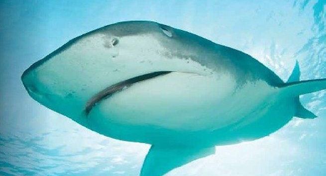 Dokumenty, rozrywka i programy kulinarne jesienią w TV6