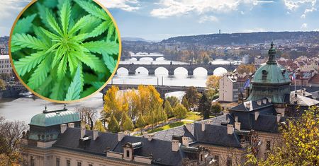 Uprawa do trzech krzaczków konopi będzie w Czechach legalna? Zaproponowano zmiany w prawie