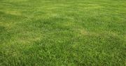 Zrób to teraz z trawnikiem. Wiosną będzie gęsty jak nigdy