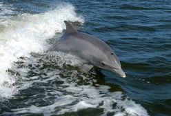 W Mszczonowie ma powstać delfinarium. Ekolodzy: "Delfiny nie powinny żyć na lądzie!"