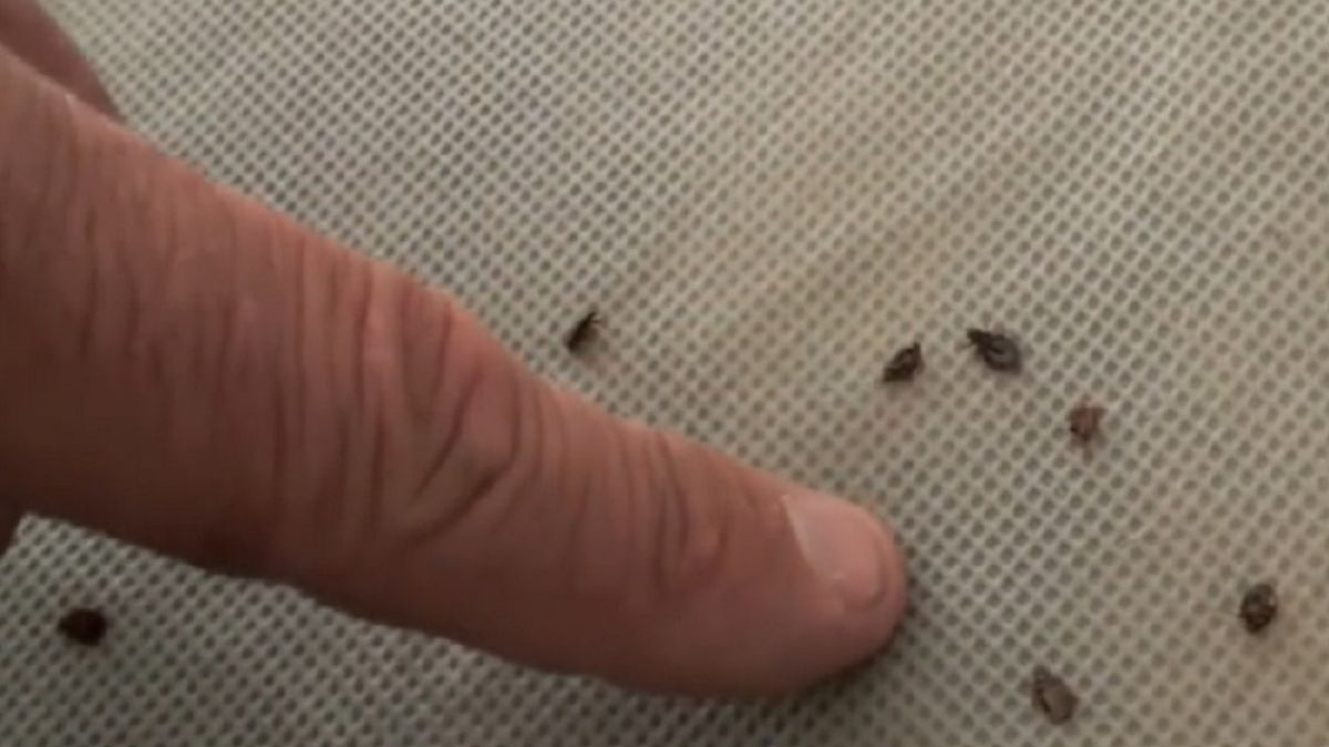 Zapachy, które wydzielają pluskwy.