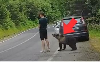 Nie widział zagrożenia? Nagranie z Rumunii obiegło sieć