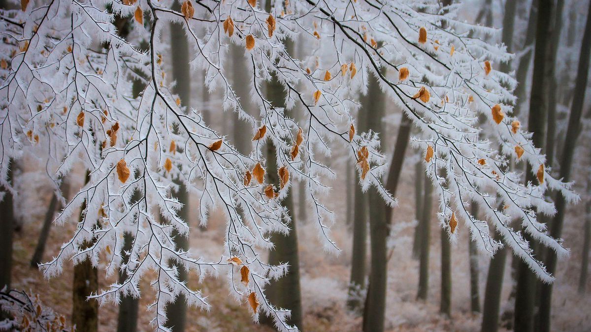16-dniowa prognoza pogody 