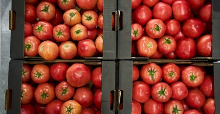 W tych pomidorach wykryto niedozwolone w Polsce pestycydy. Kupisz w 4 popularnych marketach