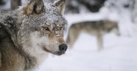 Tajemnicza śmierć 64-latka. Znaleziono jego szczątki