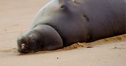 Włochy. Turyści dręczą rzadką fokę. Ekspert alarmuje
