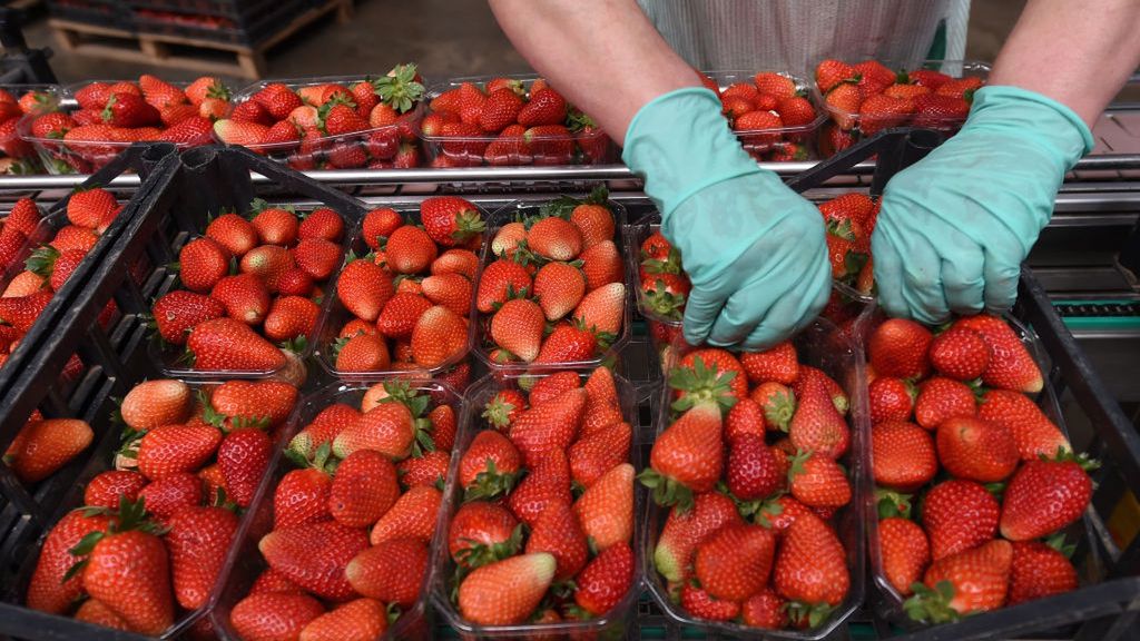 Sprzedawcy truskawek oszukują