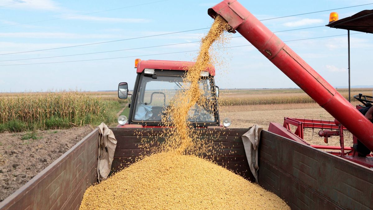 Polska w ponad 90 proc. importuje śrutę sojową