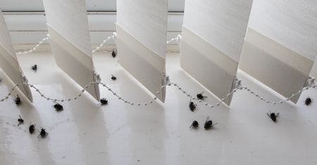 Plaga much w Samlinie. Mieszkańcy załamują ręce. "Ohyda"