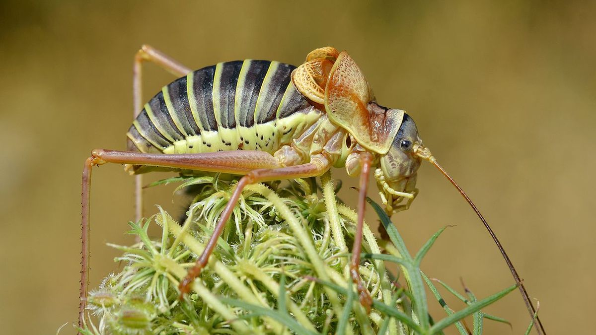 Siodlarka stepowa coraz częściej występuje w polskich lasach