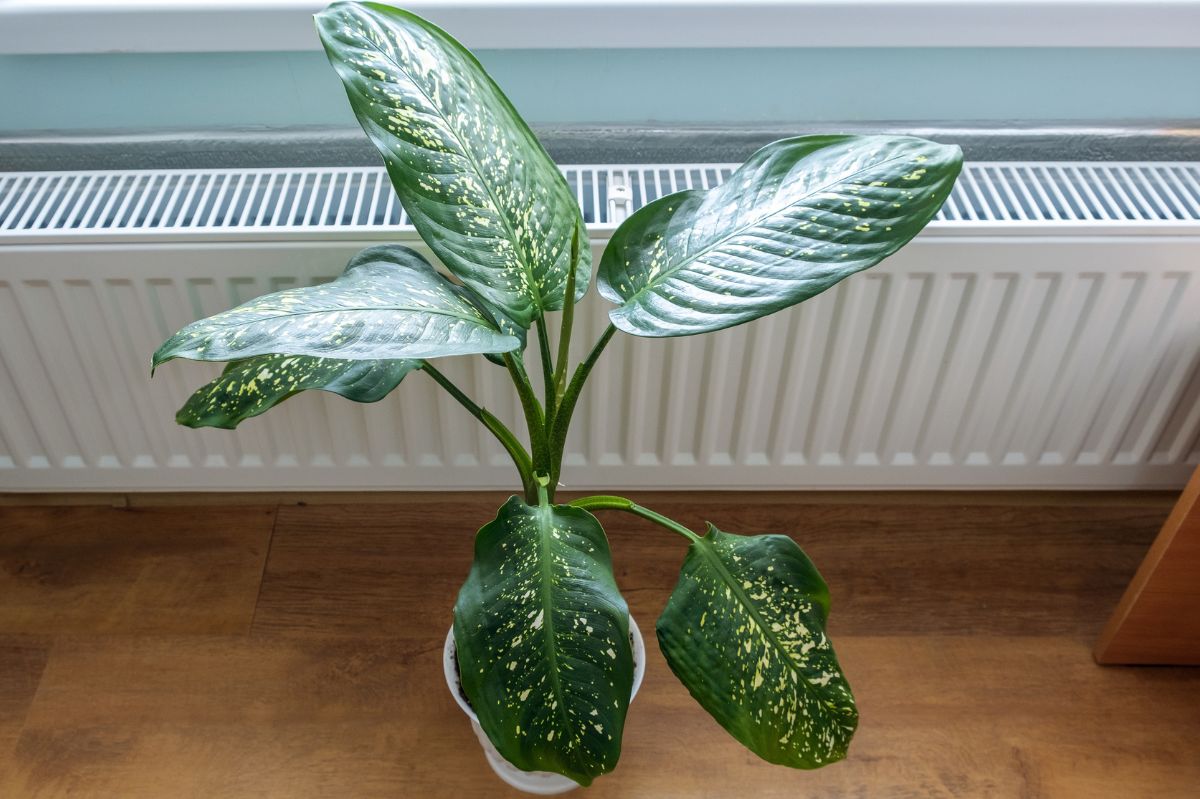 How to rescue your houseplants from winter heating woes
