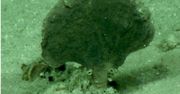Odkryto nowe, dziwne organizmy na dnie Oceanu Spokojnego. Naukowcy wiedzą niewiele