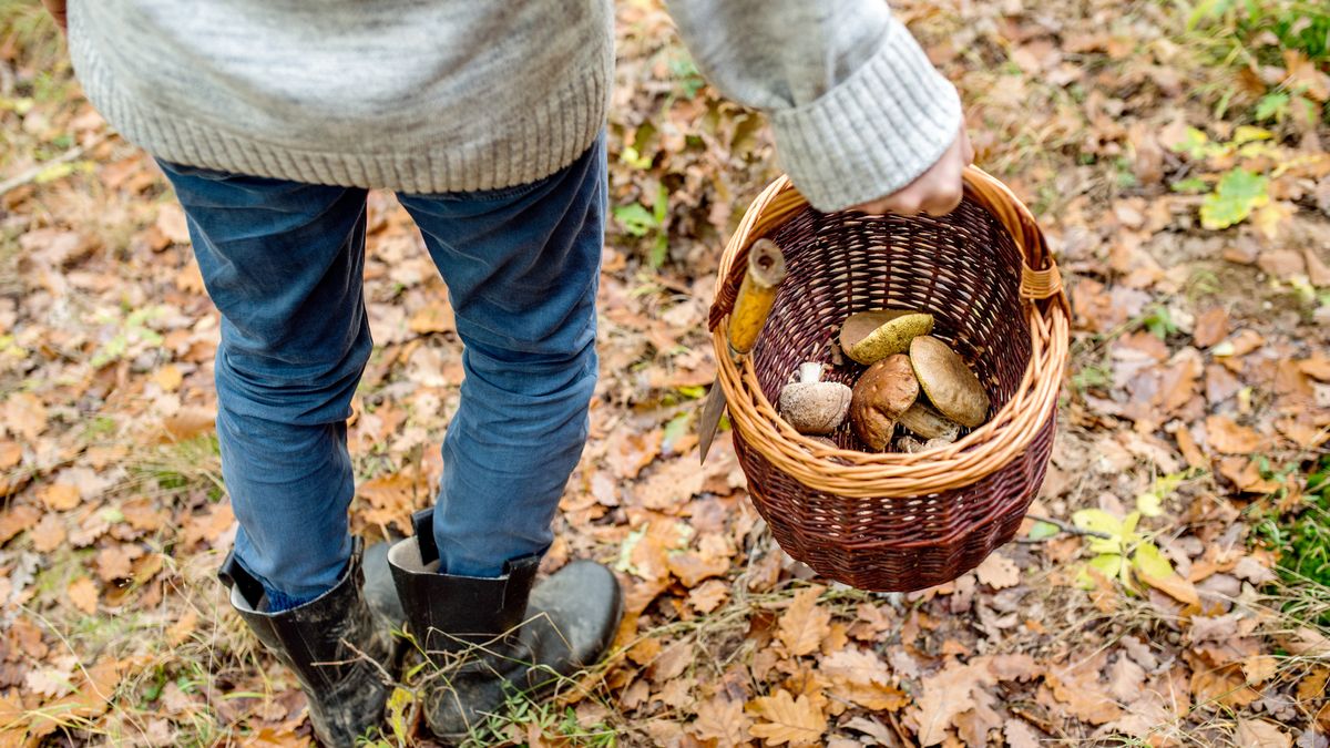 Jest rekord zebranych prawdziwków. Liczba robi wrażenie!
