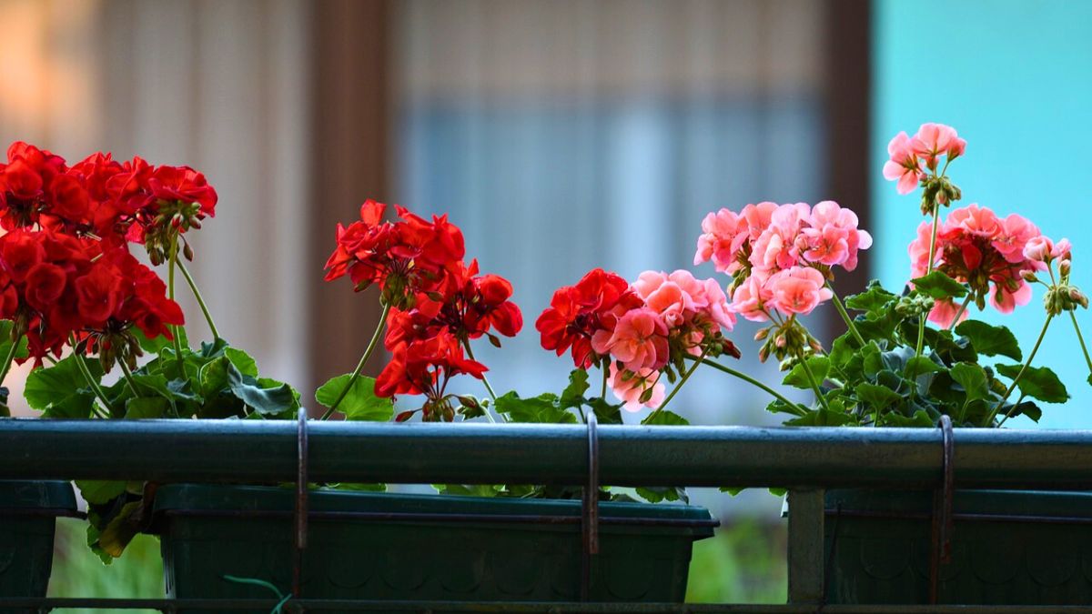 Pelargonie nie ucierpią przez zimę, jeśli o nie odpowiednio zadbasz 