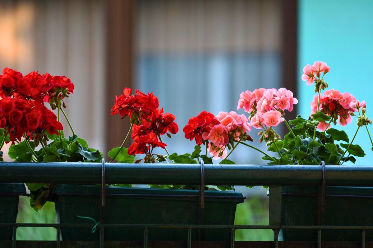 Pelargonie nie ucierpią przez zimę, jeśli o nie odpowiednio zadbasz 