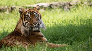 Bydgoszcz: Tygrysica Ania to istna gwiazda ZOO. Poznaj jej historię