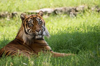Bydgoszcz: Tygrysica Ania to istna gwiazda ZOO. Poznaj jej historię