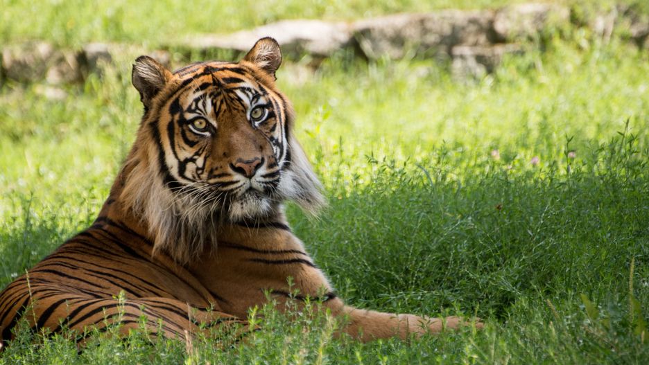 tygrys, zwierzak, dzika natura, felino, dzika, ogród zoologiczny, charakter, ssak, drapieznik, pas, carnivore, bengal, duzy, futro, gras, groźny, tygrys bengalski, syberyjski, żbik, pasiasty, dzungla