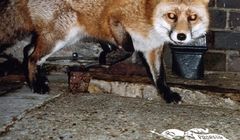 Burberry nowym logo zrywa z nowoczesnością