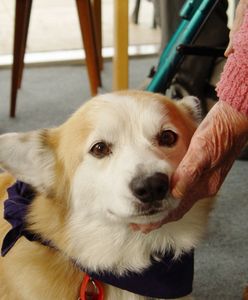 Czworonożni przyjaciele: jak psy wspierają zdrowie i dobrostan seniorów