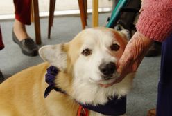 Czworonożni przyjaciele: jak psy wspierają zdrowie i dobrostan seniorów