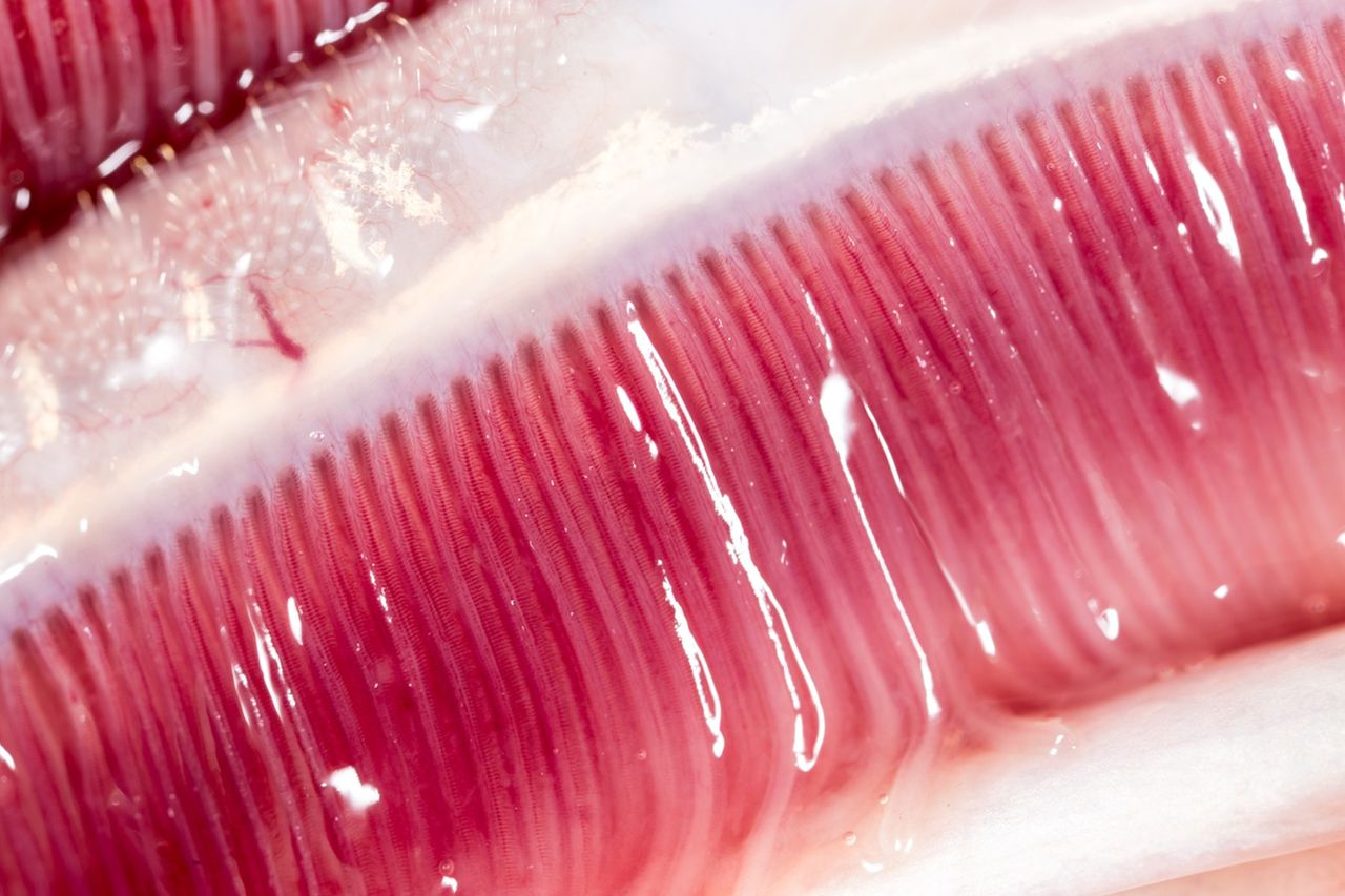 Szczupak – ryba z czystych jezior, która wraca do łask