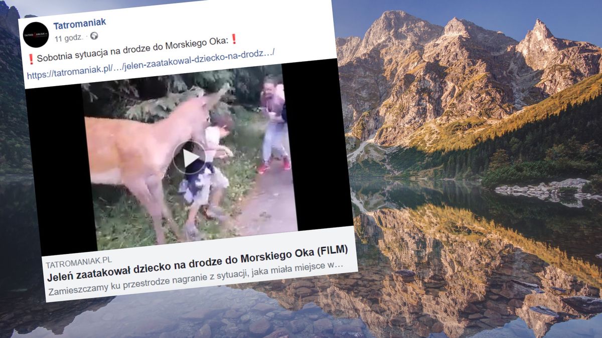 Jeleń zaatakował dziecko na drodze do Morskiego Oka 