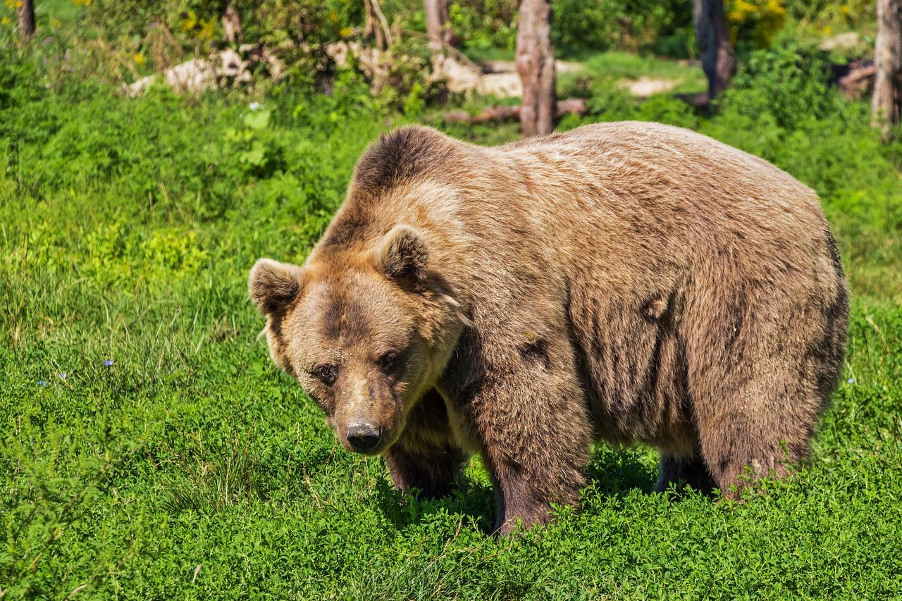 Spotkanie z niedźwiedziem w Tatrach. Zachowali zimną krew