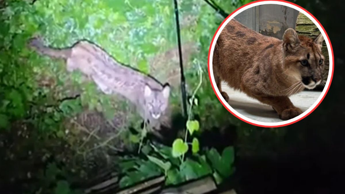 Puma, która przyjechała do poznańskiego Zoo to samica
