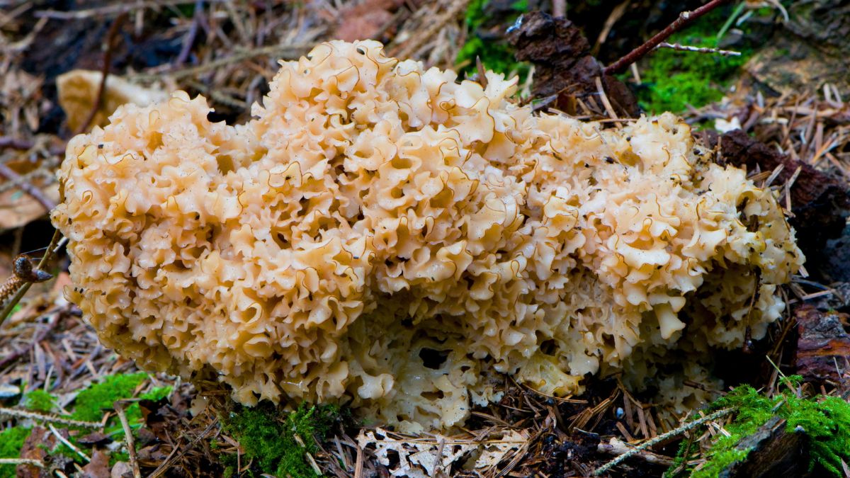 Siedzuń sosnowy nazywany szmaciakiem 