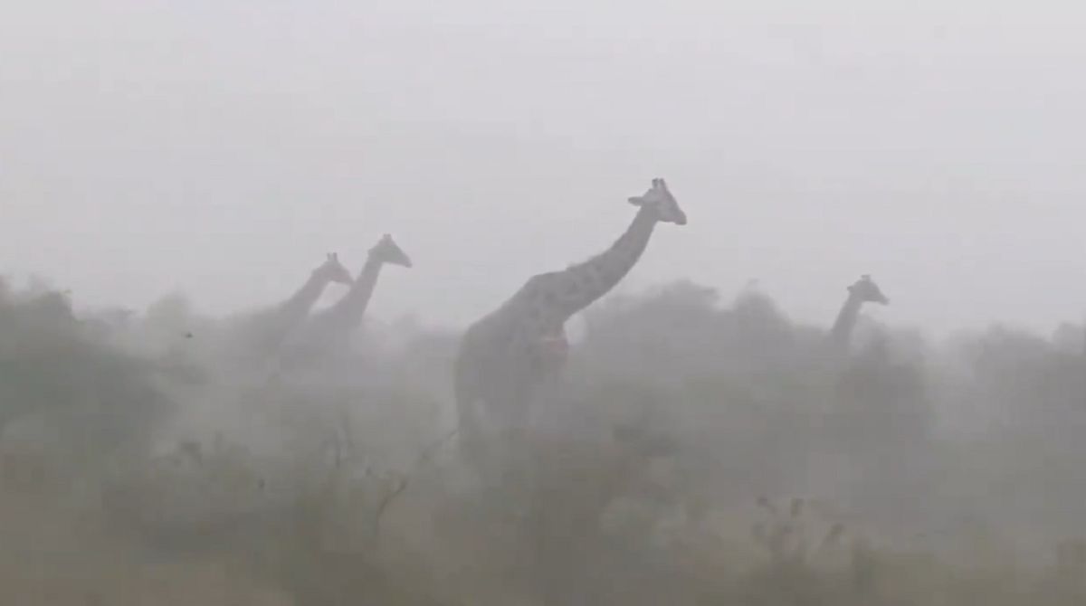 Co robią żyrafy w trakcie ulewy? Nagranie obiegło świat