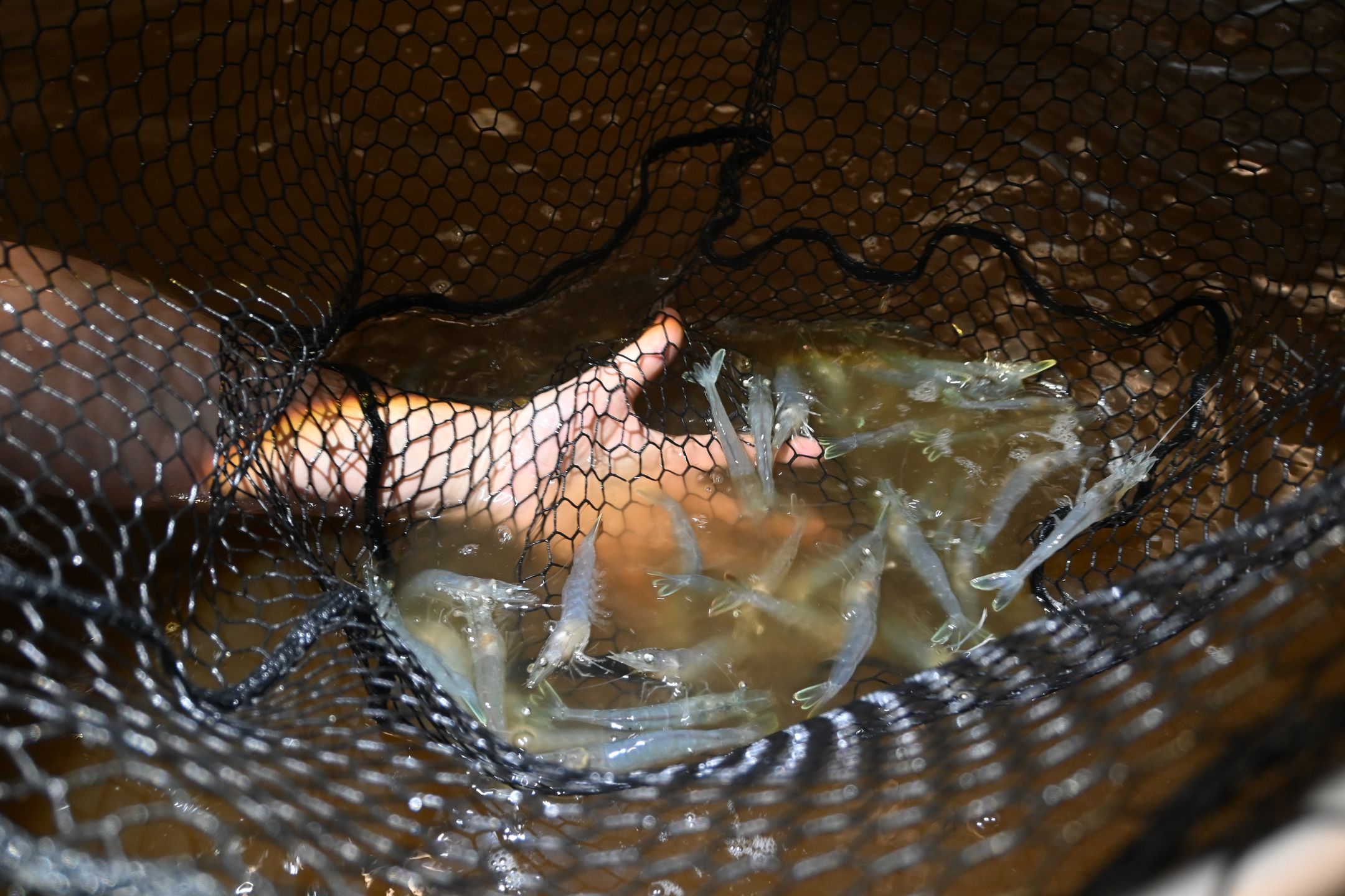 Krewetki w wodzie wzbogaconej o glony