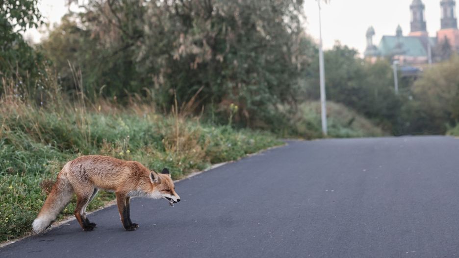 WARTOSTRADA , LIS NA WARTOSTRADZIE JE MYSZ , DZIEKI ZWIERZETA W MIESCIE