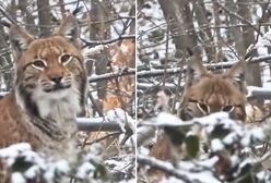 Bliskie spotkanie w lesie. Wyjątkowe nagranie z Bieszczad