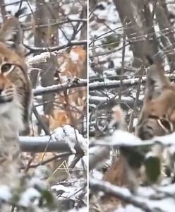 Bliskie spotkanie w lesie. Wyjątkowe nagranie z Bieszczad