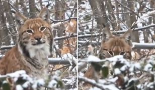 Bliskie spotkanie w lesie. Wyjątkowe nagranie z Bieszczad