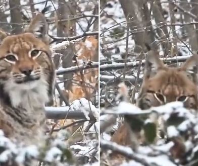 Bliskie spotkanie w lesie. Wyjątkowe nagranie z Bieszczad