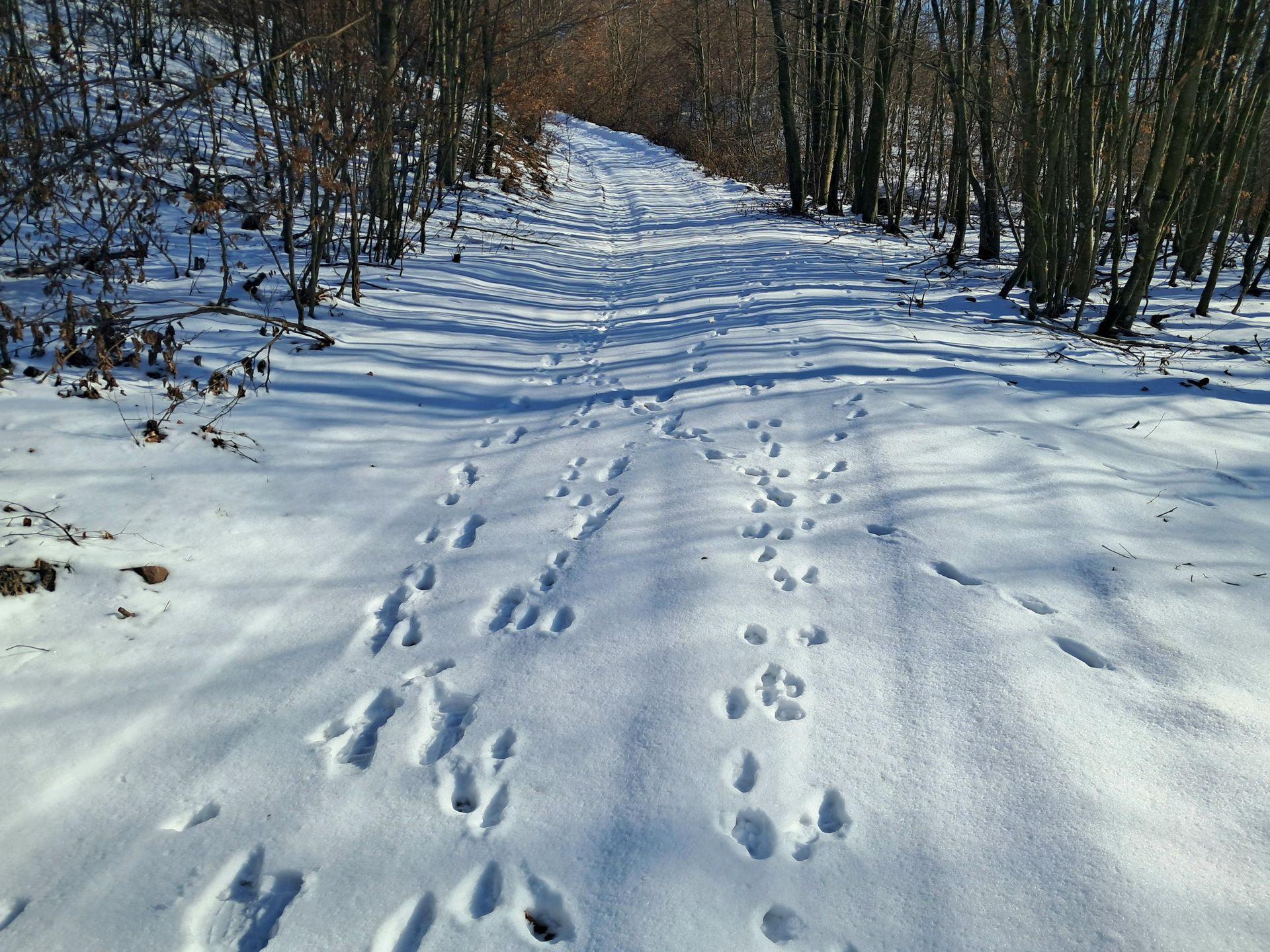 Spacerujemy, rozmawiamy, wypatrujemy zwierząt i ich tropów