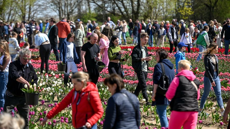 W okresie, gdy kwitną tulipany, do Błotnika na Żuławach zjeżdżąją tłumy ludzi 