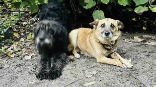 Psy głodowały, były oblepione kleszczami i spały na szkle. Sadysta stanie przed sądem