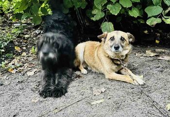 Psy głodowały, były oblepione kleszczami i spały na szkle. Sadysta stanie przed sądem