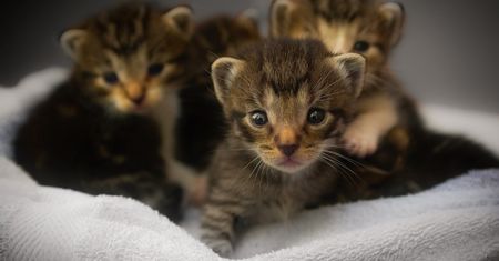 Koty padają jeden po drugim. "Skutki mogą być tragiczne"