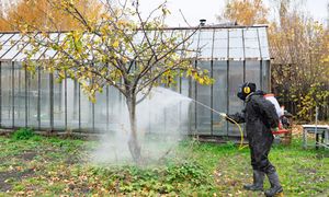 Jesienne zabiegi ochronne drzew owocowych. Jak zabezpieczyć sad przed wiosennymi chorobami?