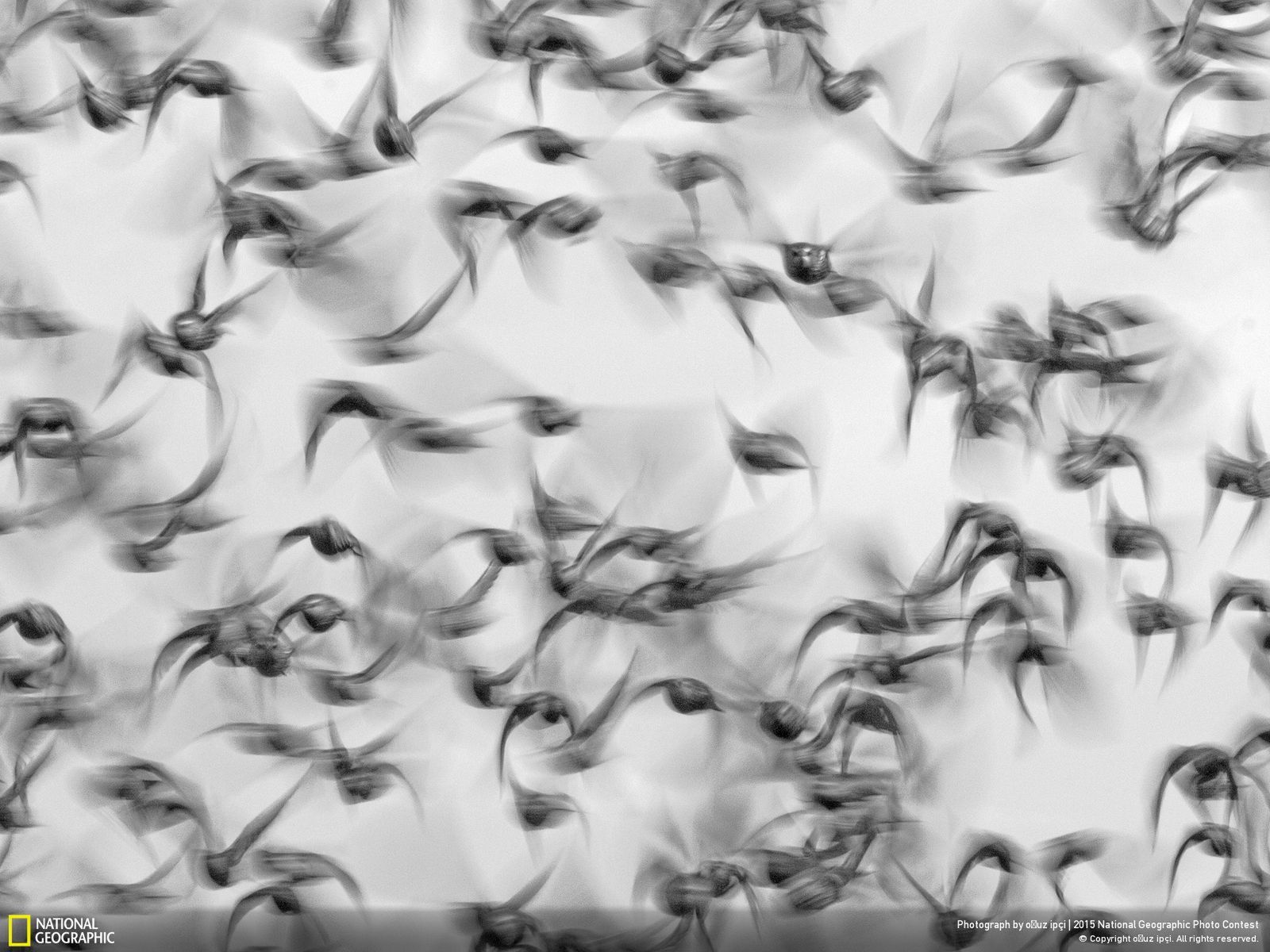 Zachwycają przyroda, czyli najlepsze zgłoszenia National Geographic Photo Contest 2015 17