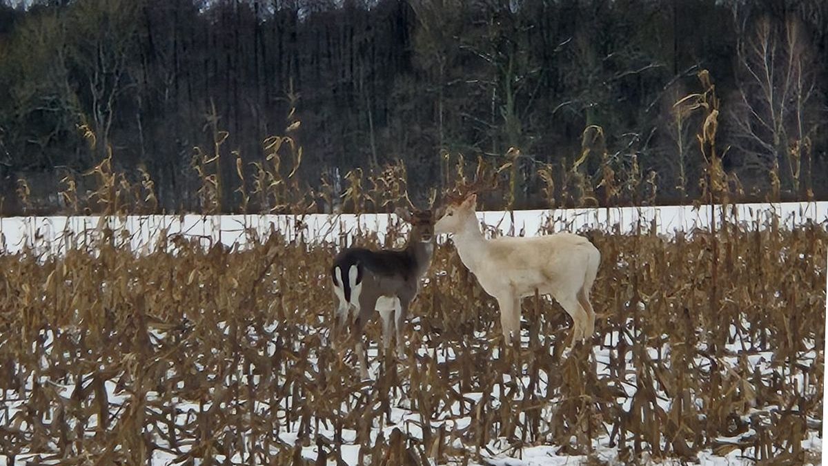 Zjawiskowe kadry z lasu. Leśnicy pokazali białego daniela