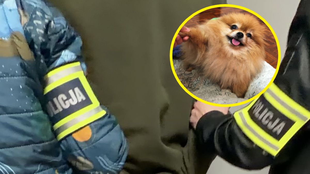 Mężczyzna miał zastrzelić psa sąsiadki; zdj. poglądowe